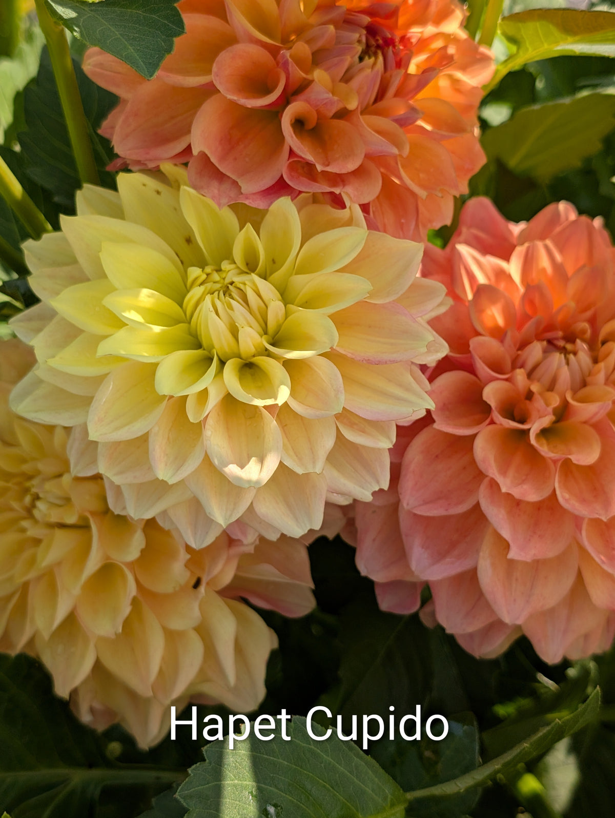 Hapet Cupido dahlia tuber
