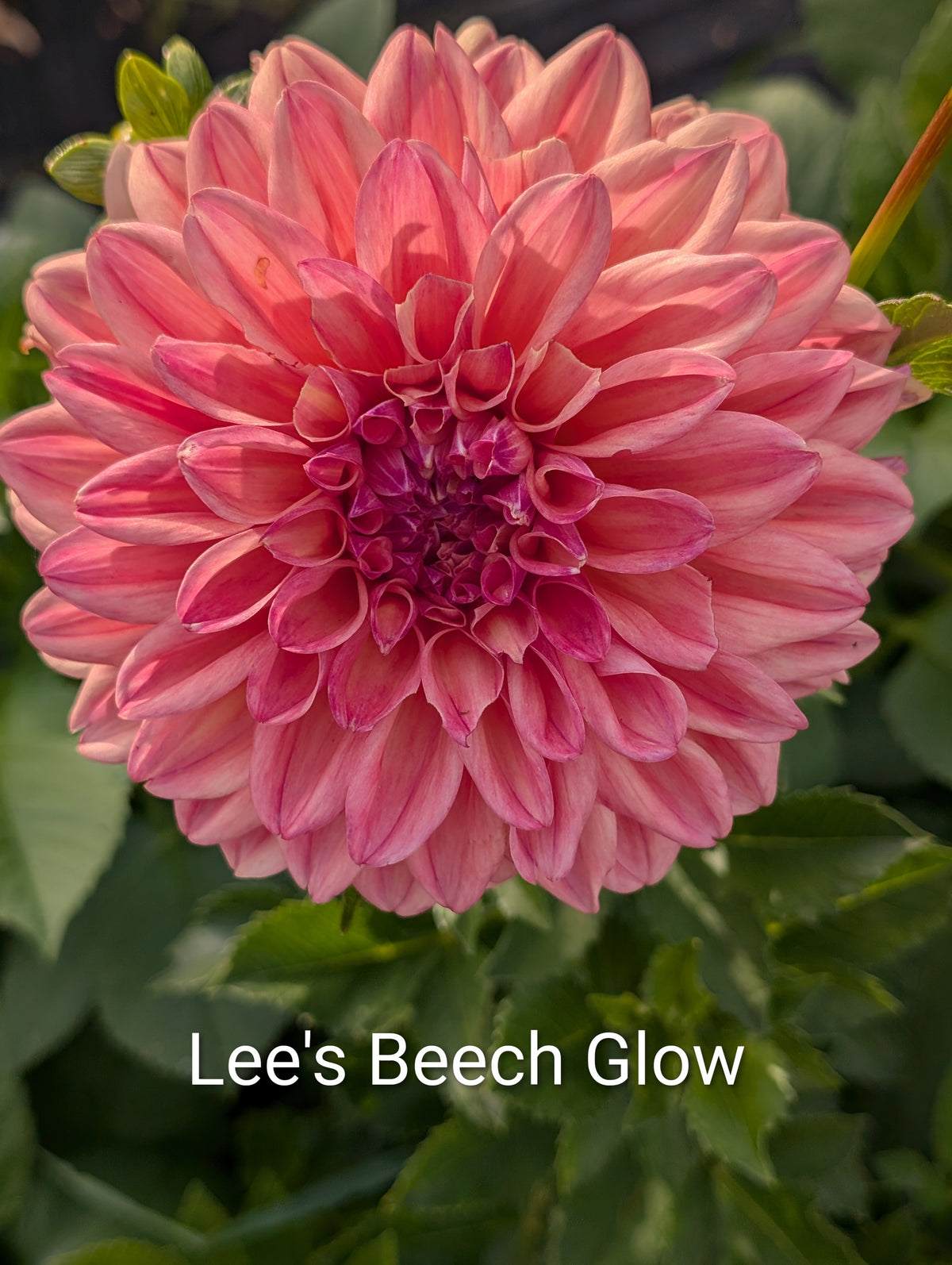 Lees Beech Glow dahlia tuber