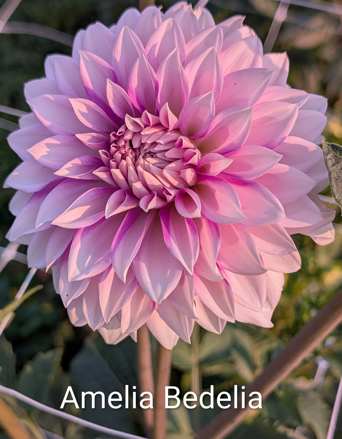 Amelia Bedelia dahlia tuber