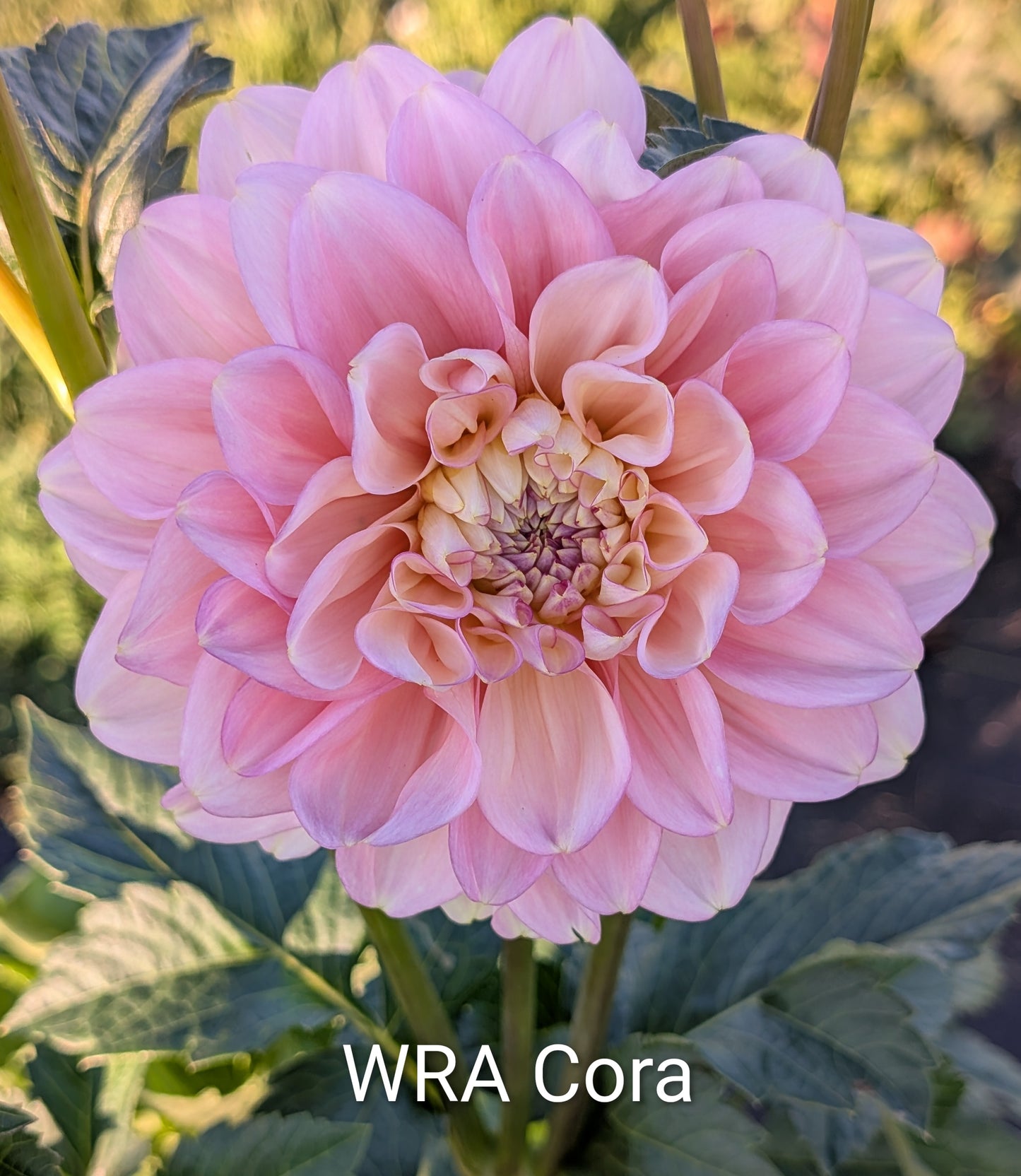 WRA Cora dahlia tuber
