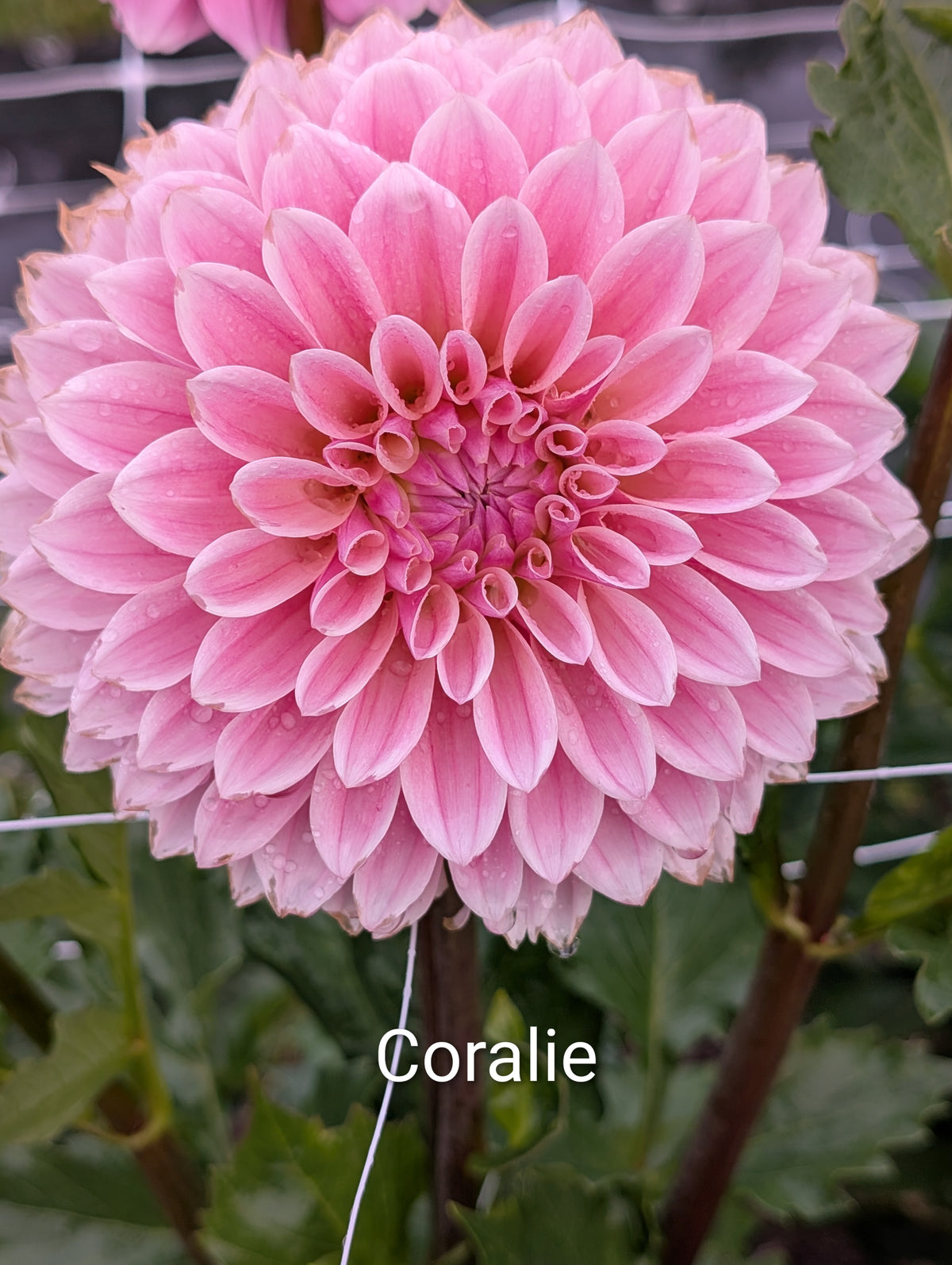 Coralie dahlia tuber