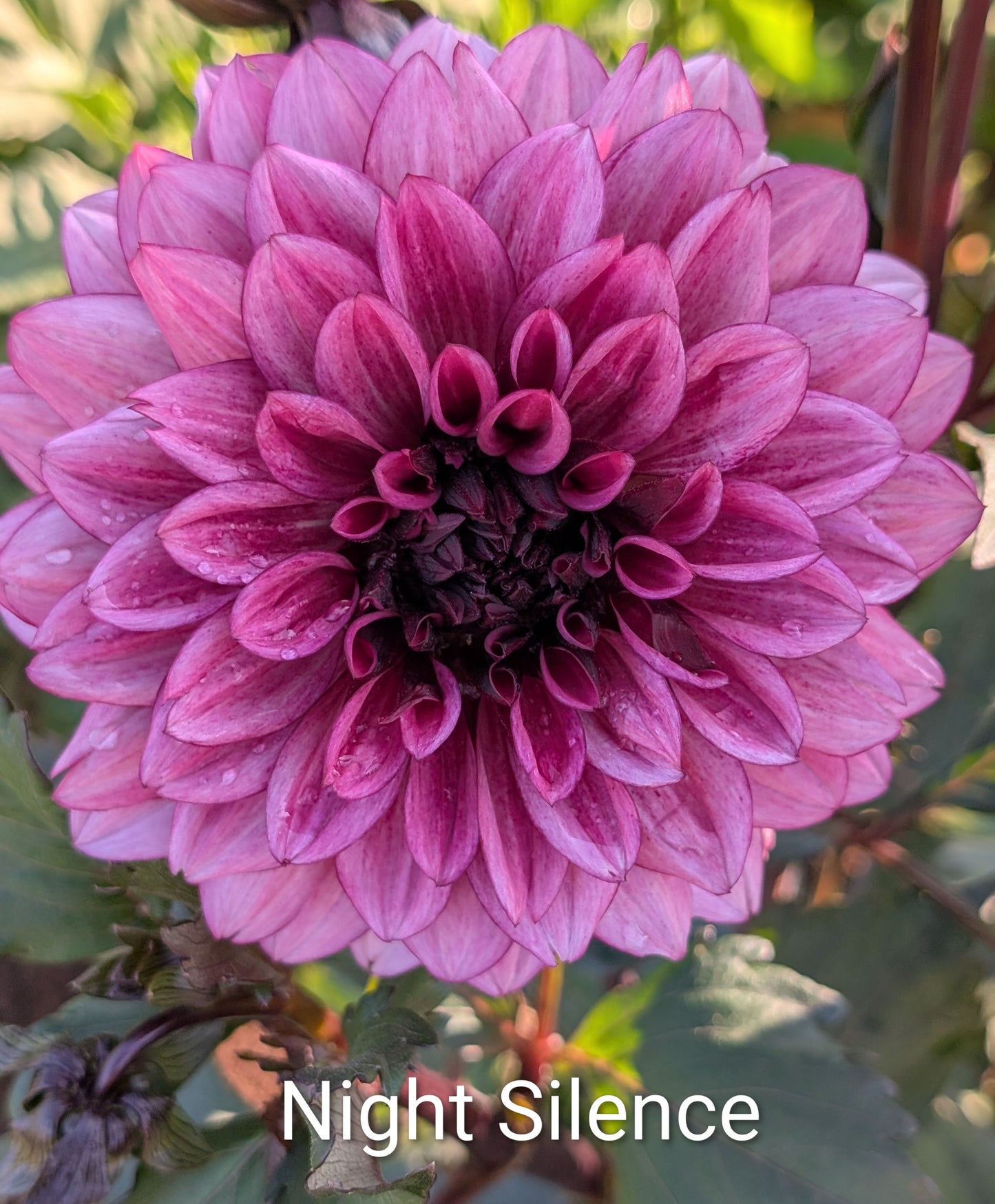 Night Silence dahlia tuber