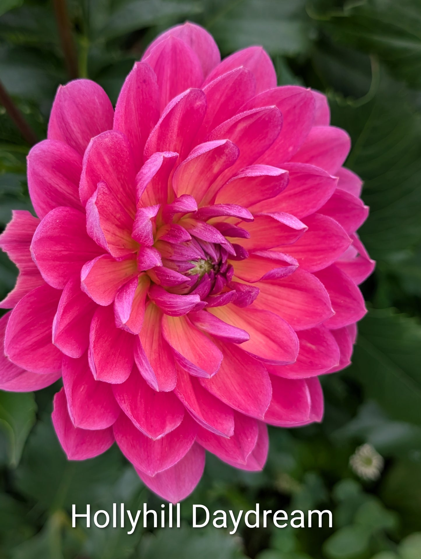 Hollyhill Daydream dahlia tuber