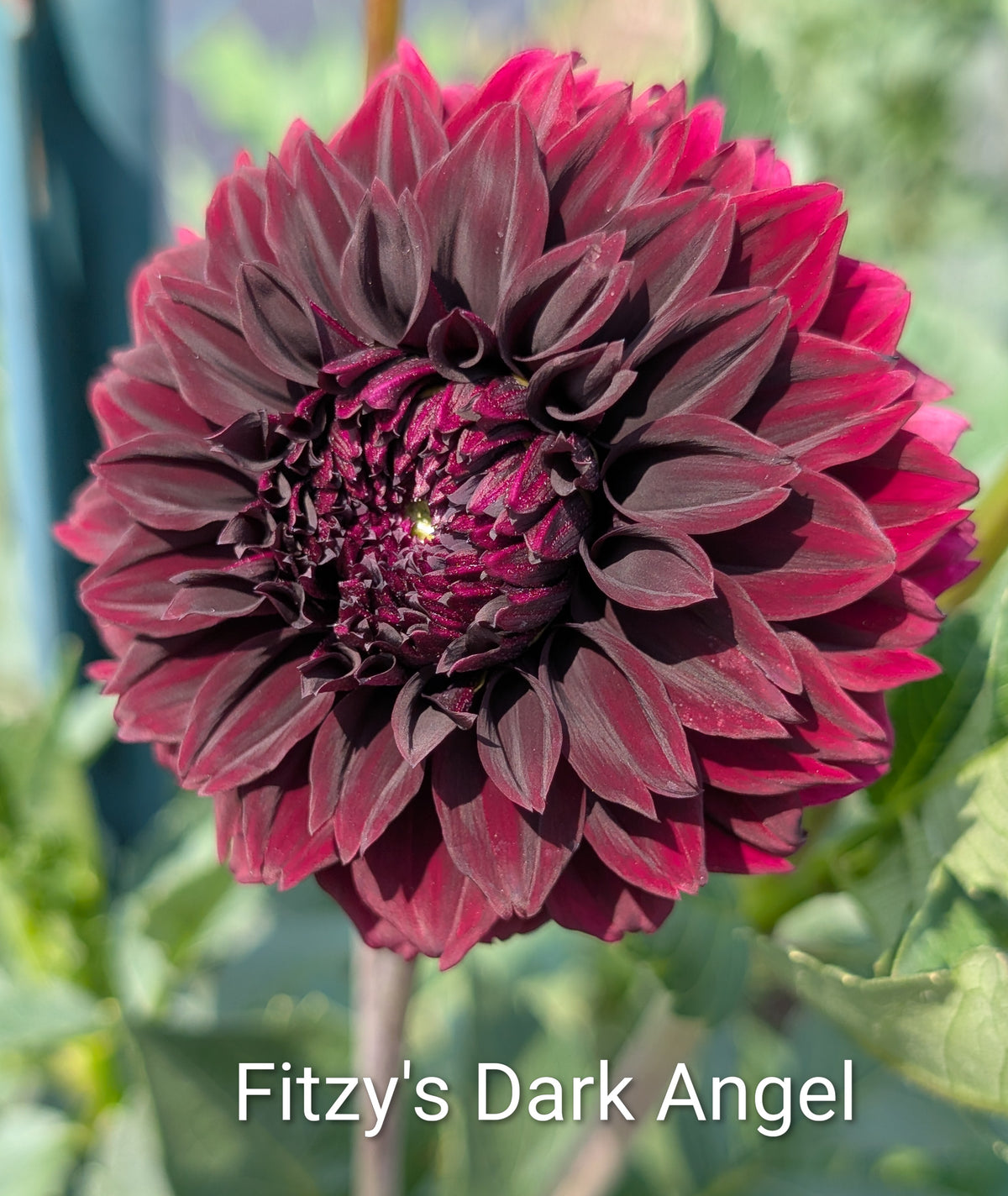 Fitzy's Dark Angel dahlia tuber
