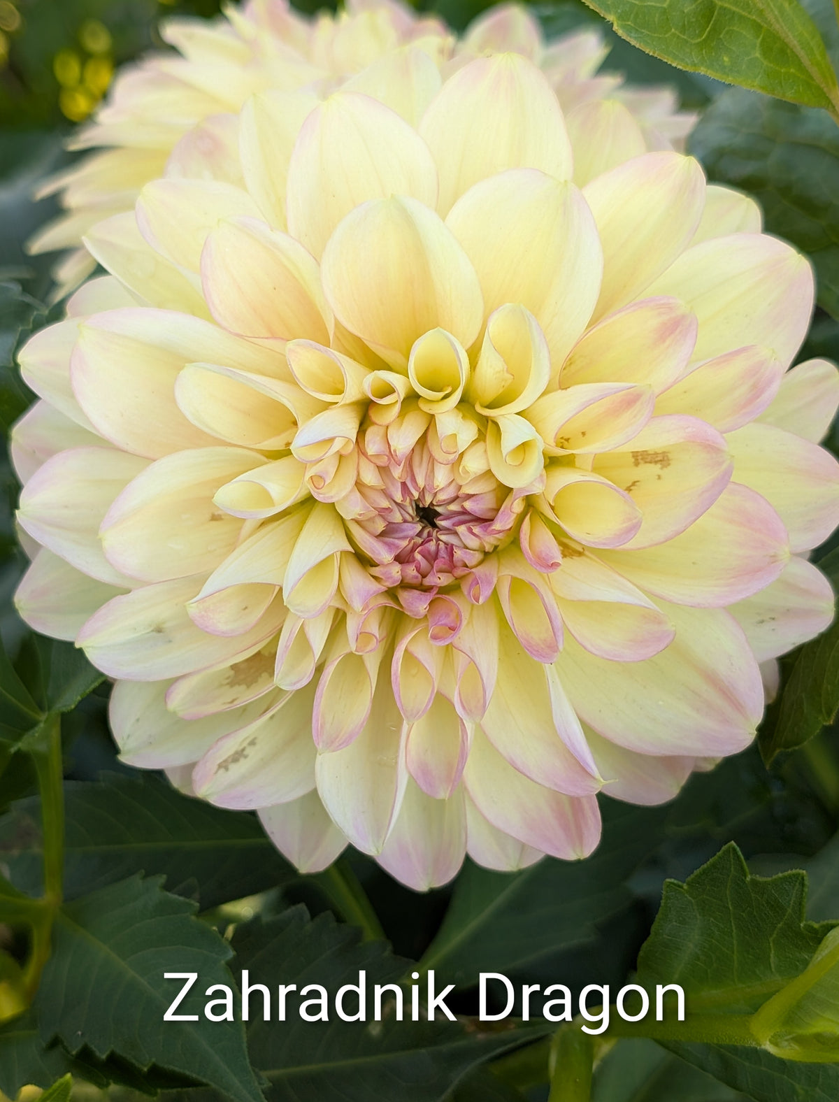 Zahradnik Dragon dahlia tuber