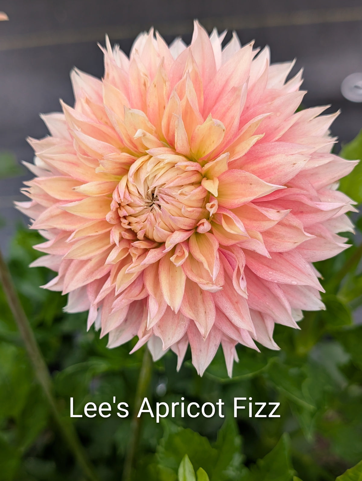 Lee's Apricot Fizz