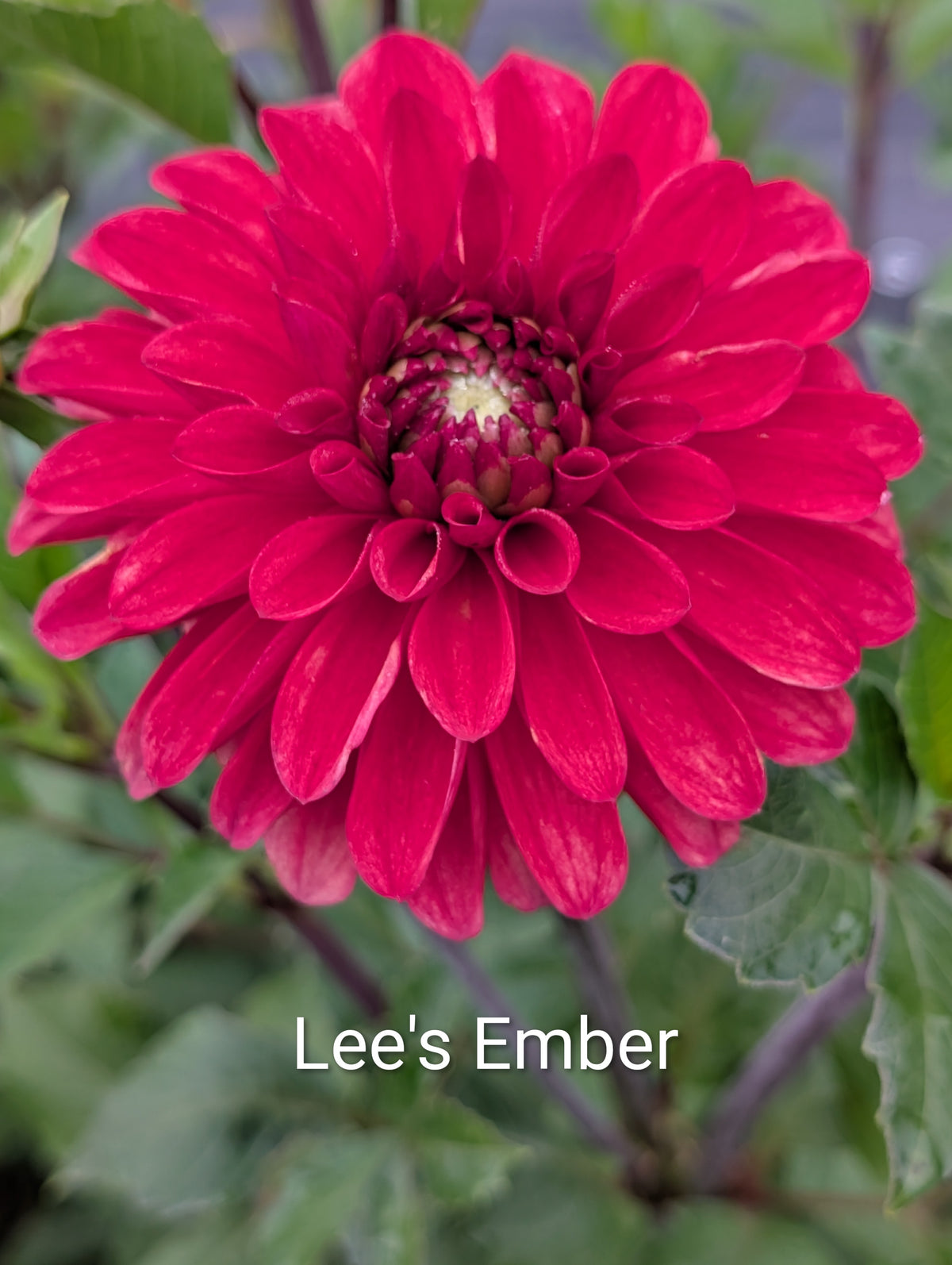 Lee's Ember