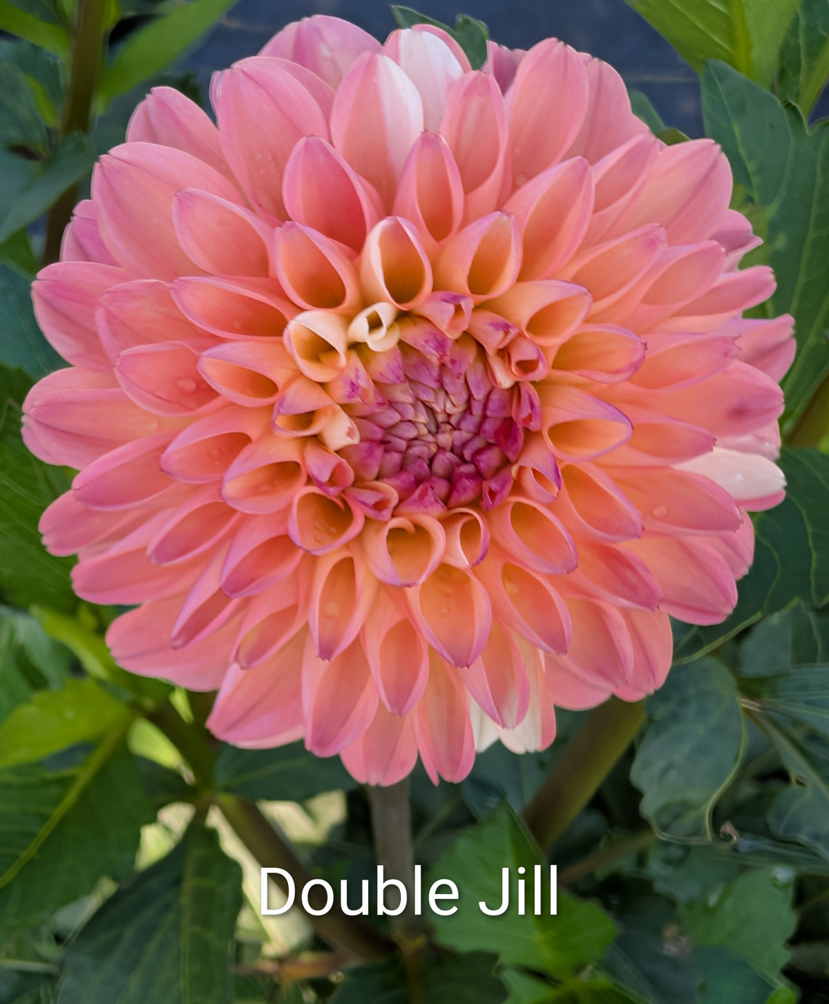 Double Jill dahlia tuber