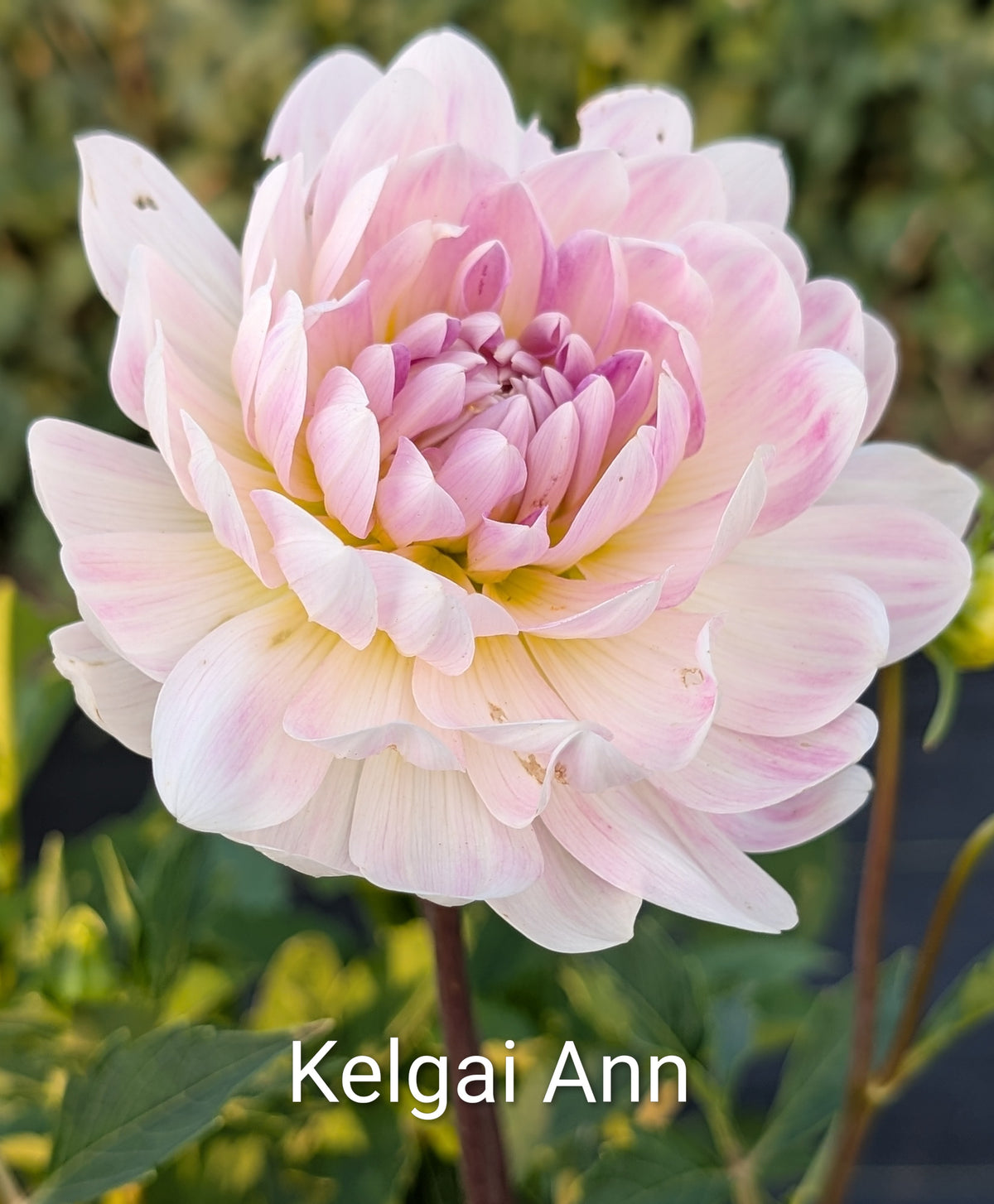 Kelgai Ann dahlia tuber