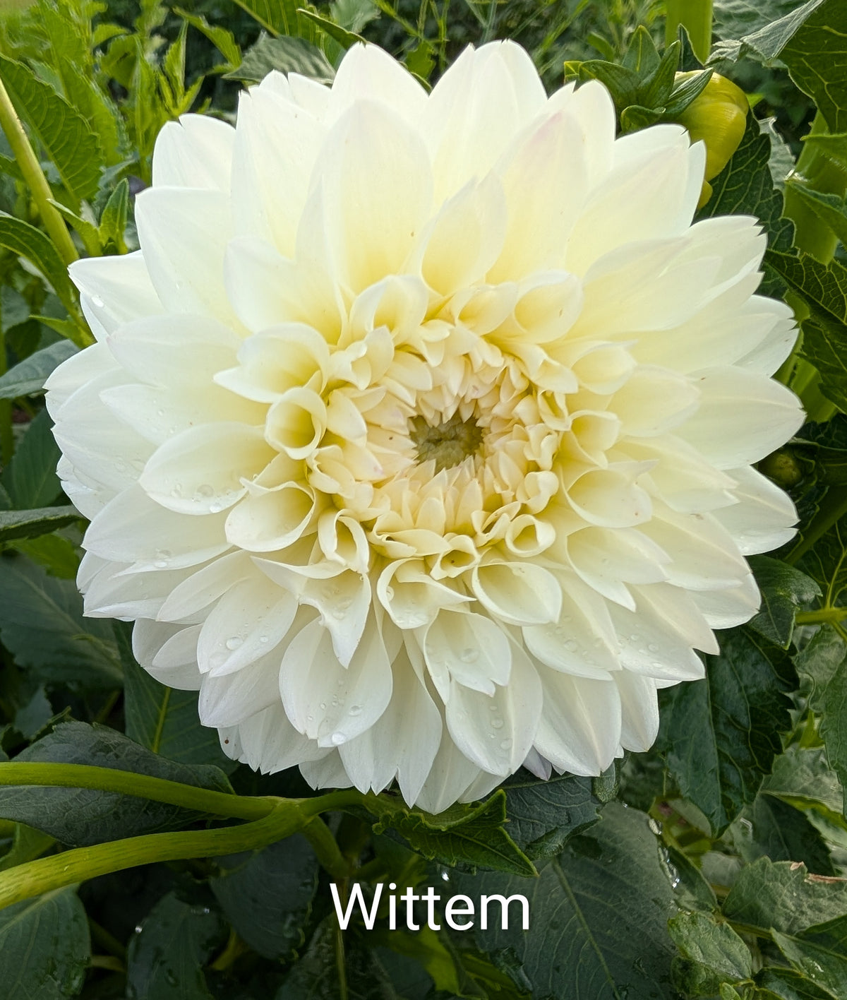 Wittem dahlia tuber