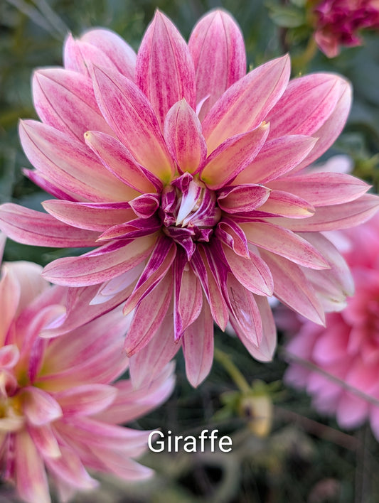 Giraffe dahlia tuber