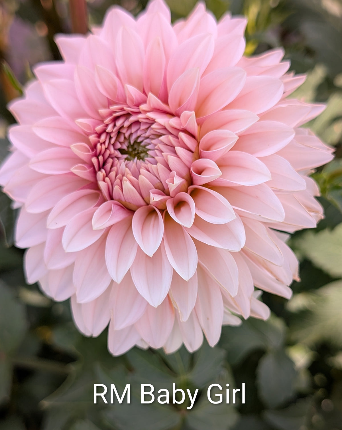 RM Baby Girl dahlia tuber