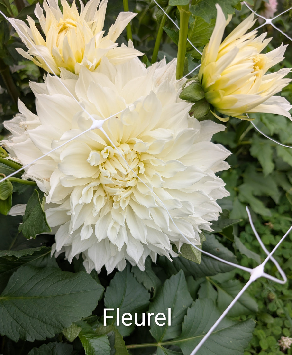 Fleurel dahlia tuber