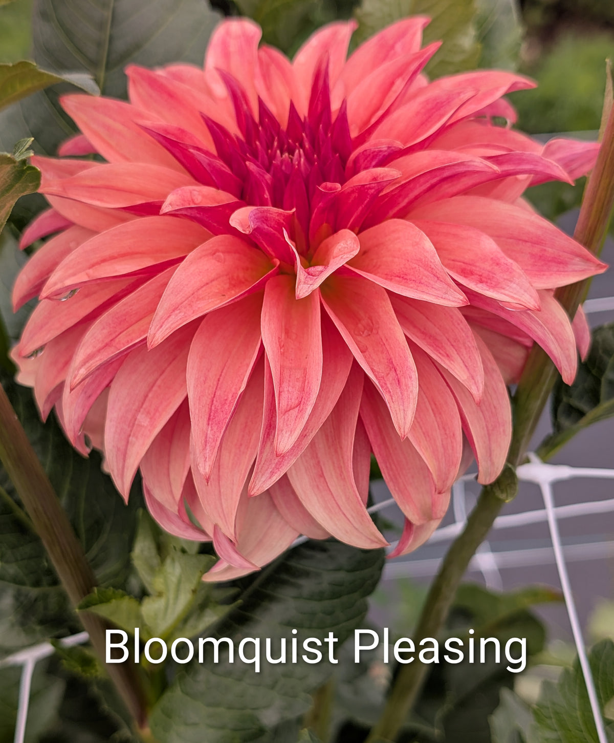Bloomquist Pleasing dahlia tuber