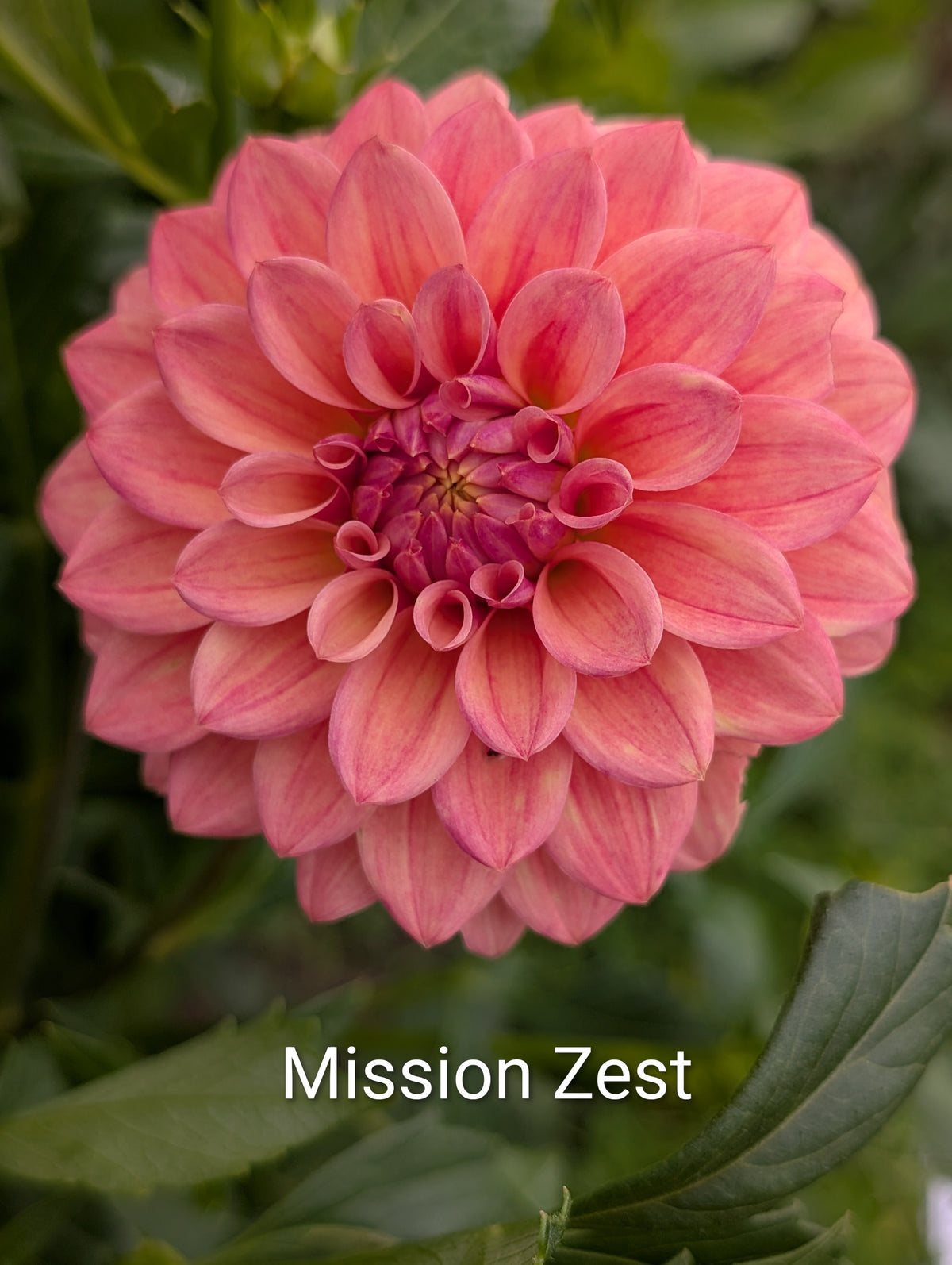 Mission Zest dahlia tuber