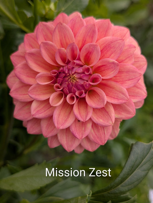 Mission Zest dahlia tuber