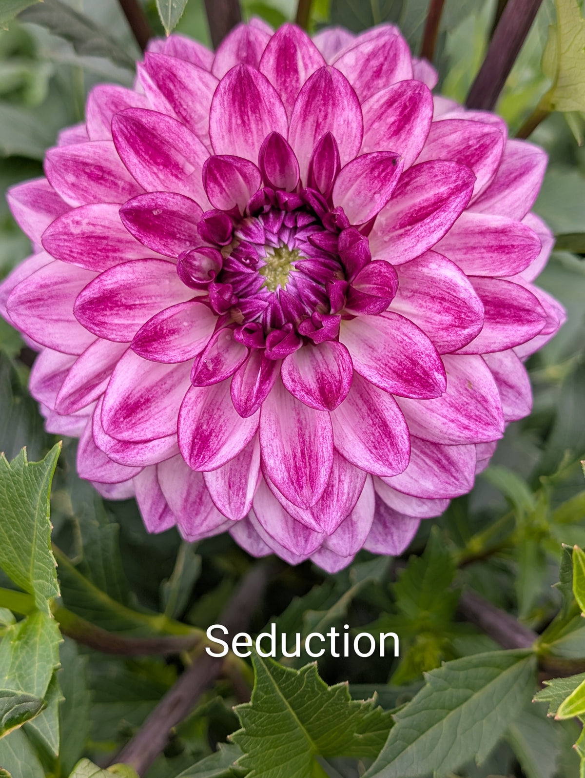 Seduction dahlia tuber