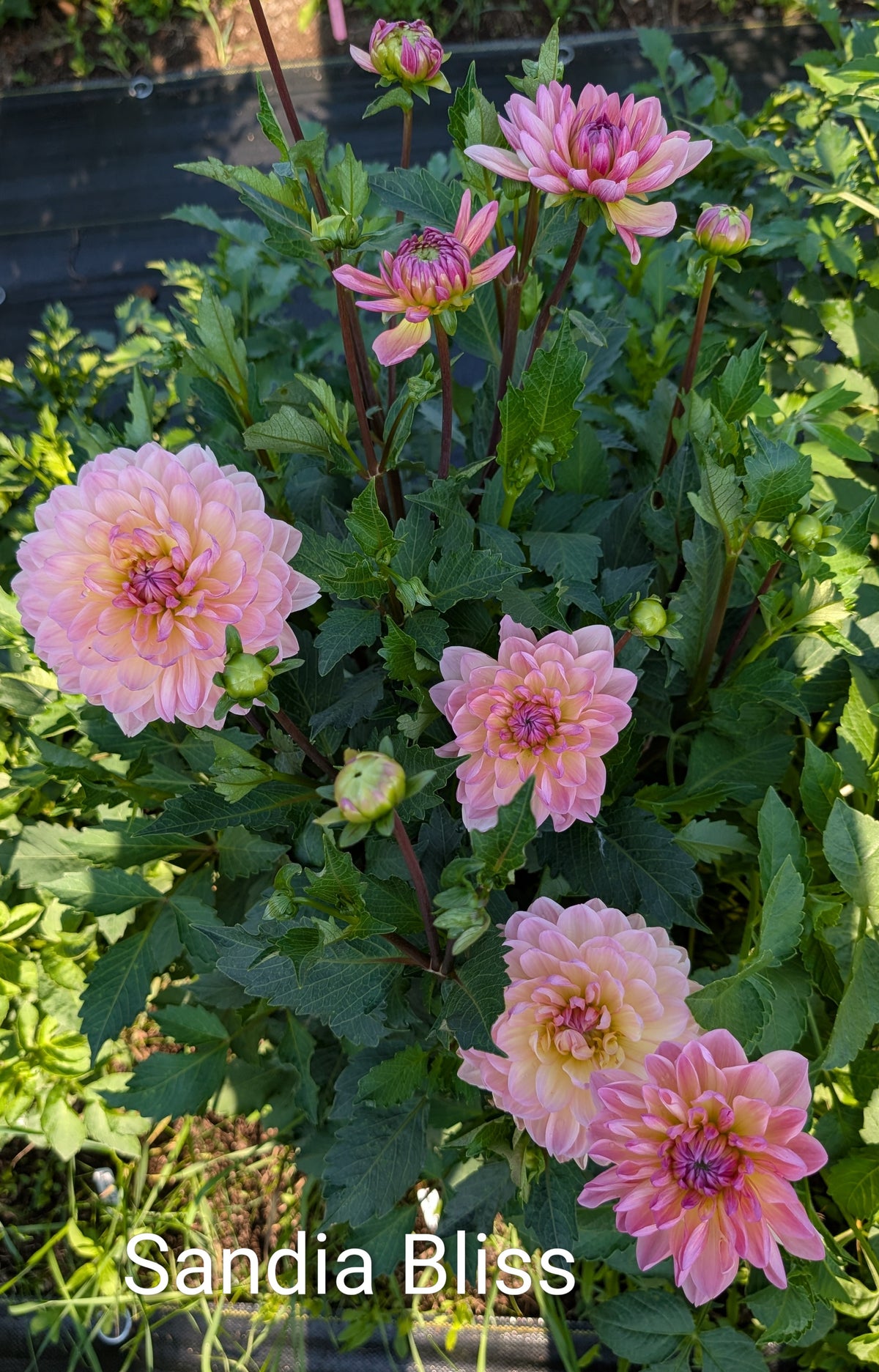 Sandia Bliss dahlia tuber