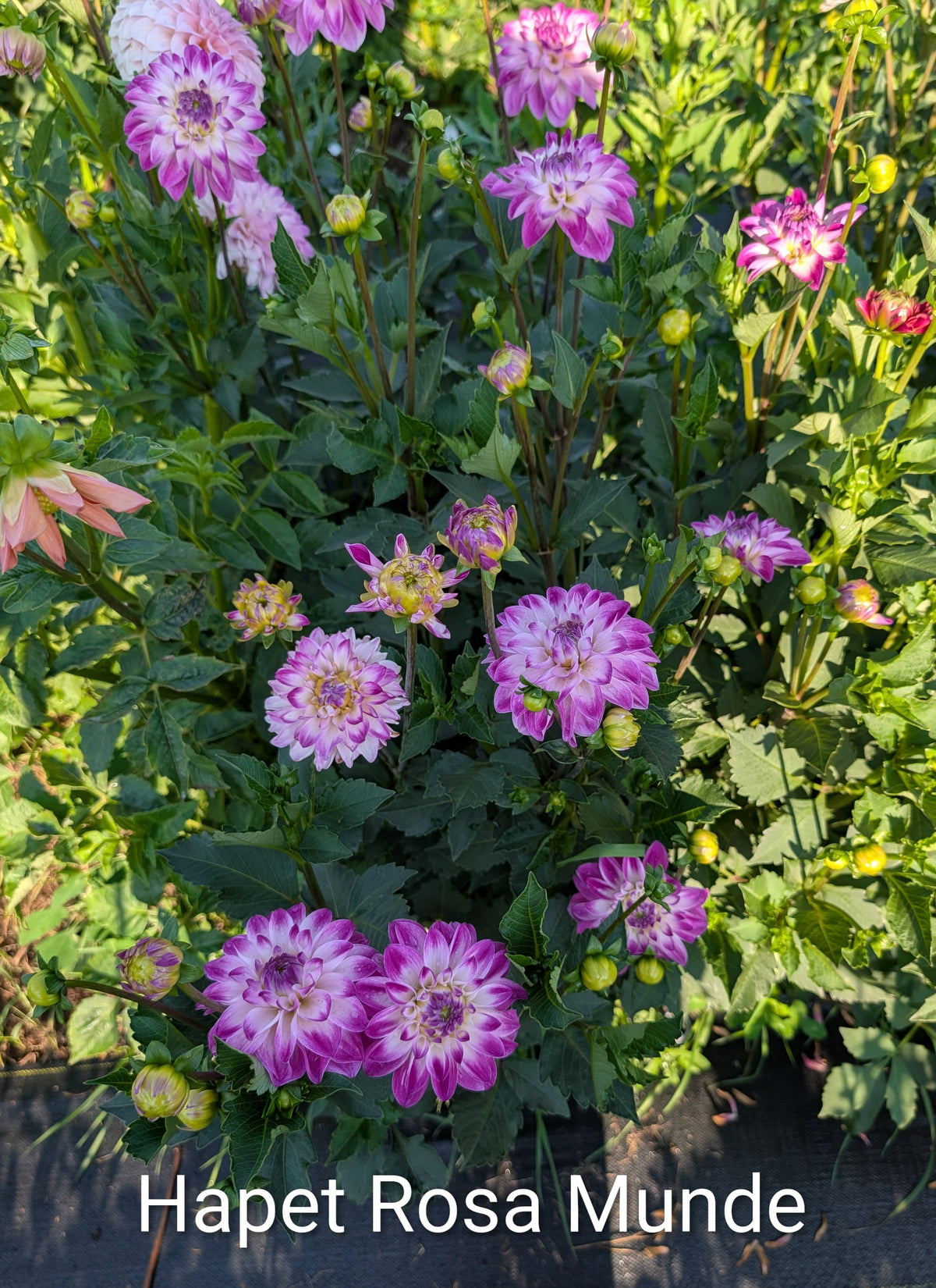 Hapet Rosa Munde dahlia tuber