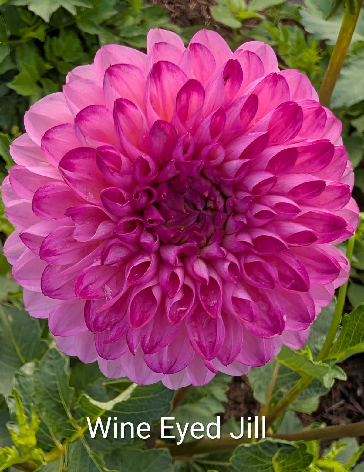 Wine Eyed Jill dahlia tuber