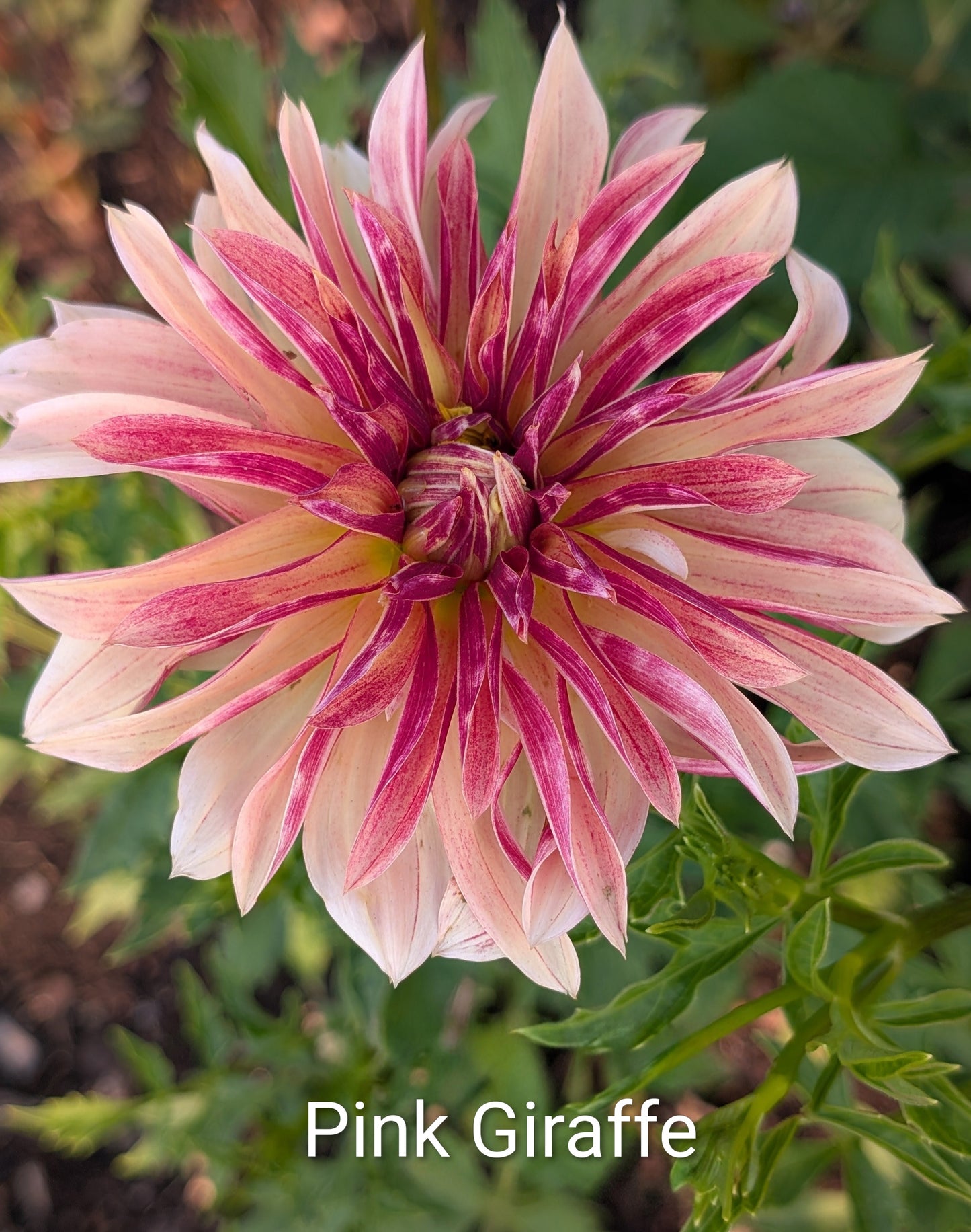 Pink Giraffe dahlia tuber