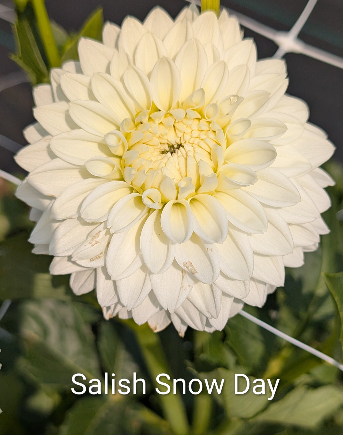 Salish Snow Day dahlia tuber